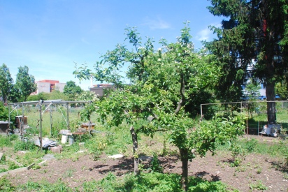 Aus Brombeer und Brennnesseln gerettete Apfelbäume